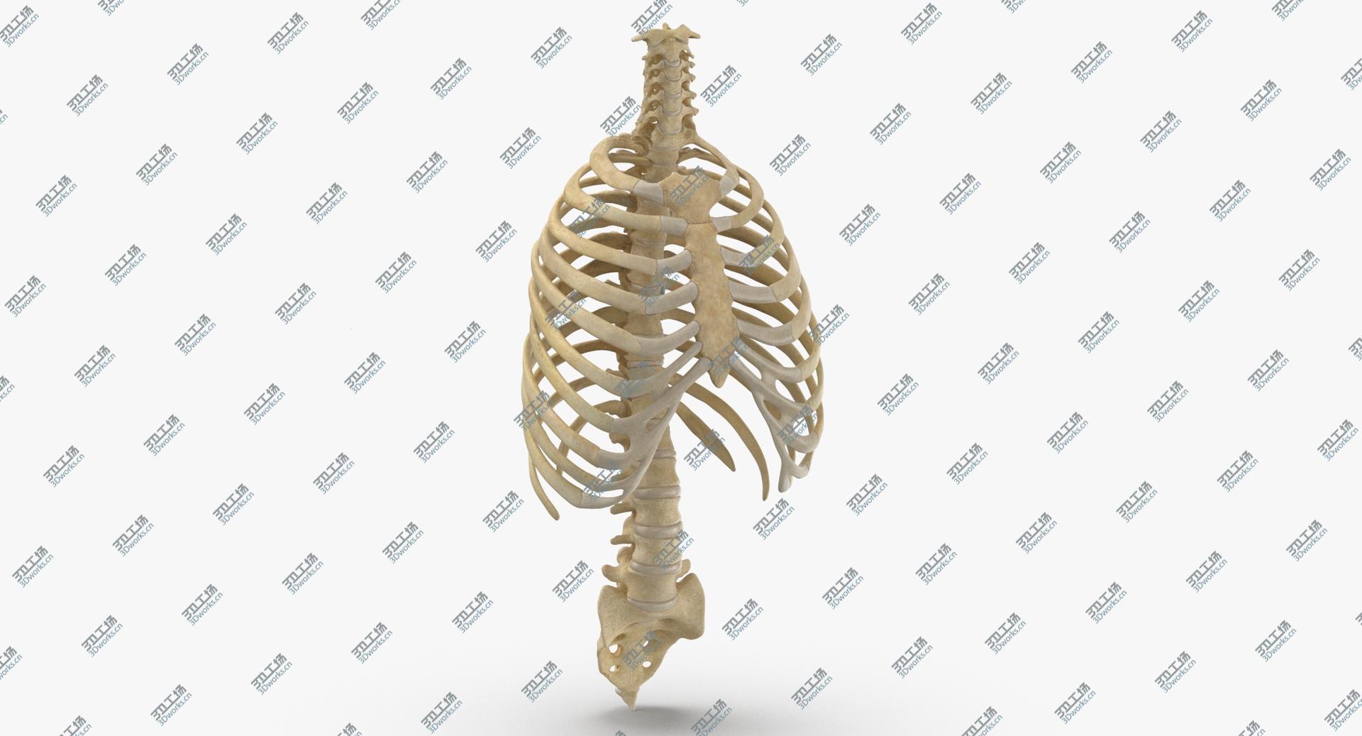 images/goods_img/20210313/3D model Real Human Rib Thoracic Cage and Spine Bones Anatomy 01/1.jpg
